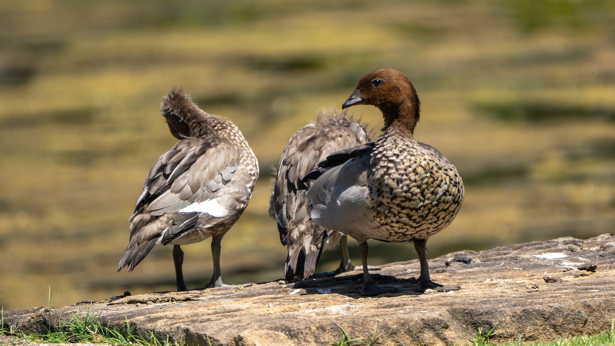 Maned Duck - ML643178156