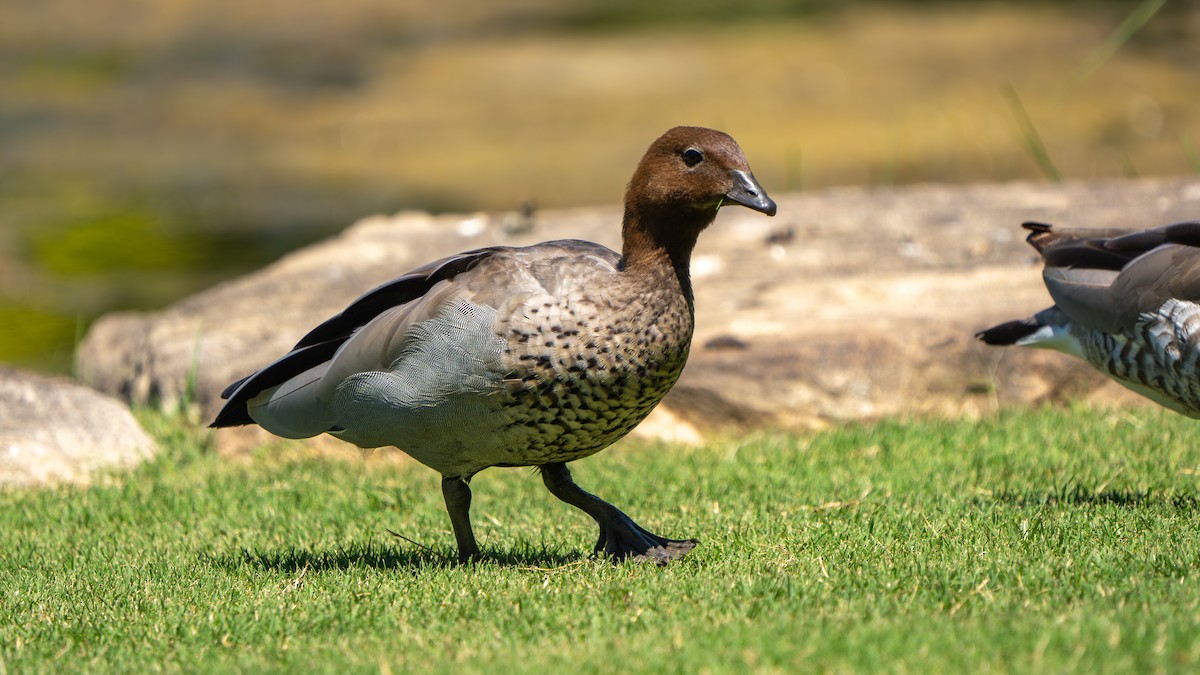 Maned Duck - ML643178157