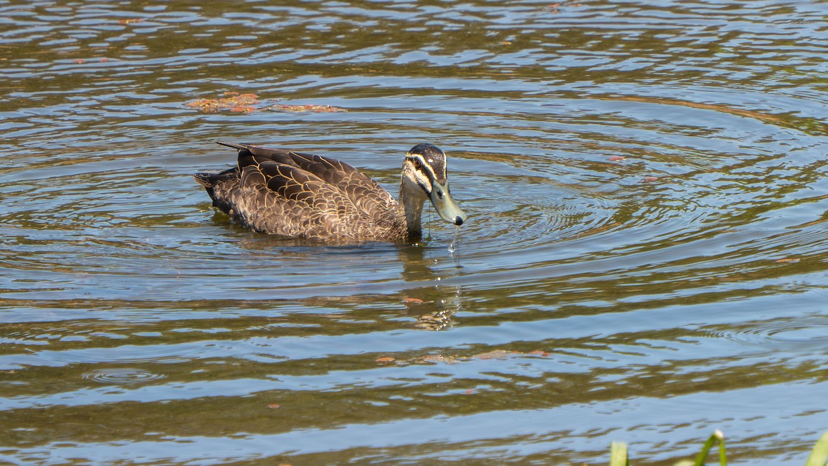 Pacific Black Duck - ML643178159
