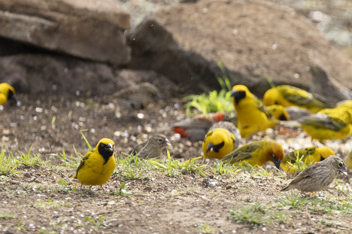 Village Weaver - ML643178160