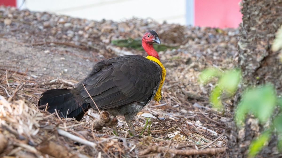 Australian Brushturkey (Yellow-pouched) - ML643178164