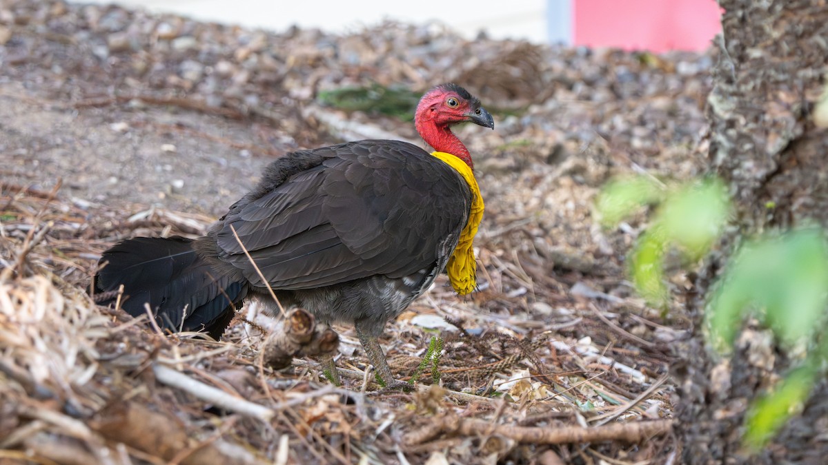 Australian Brushturkey (Yellow-pouched) - ML643178166