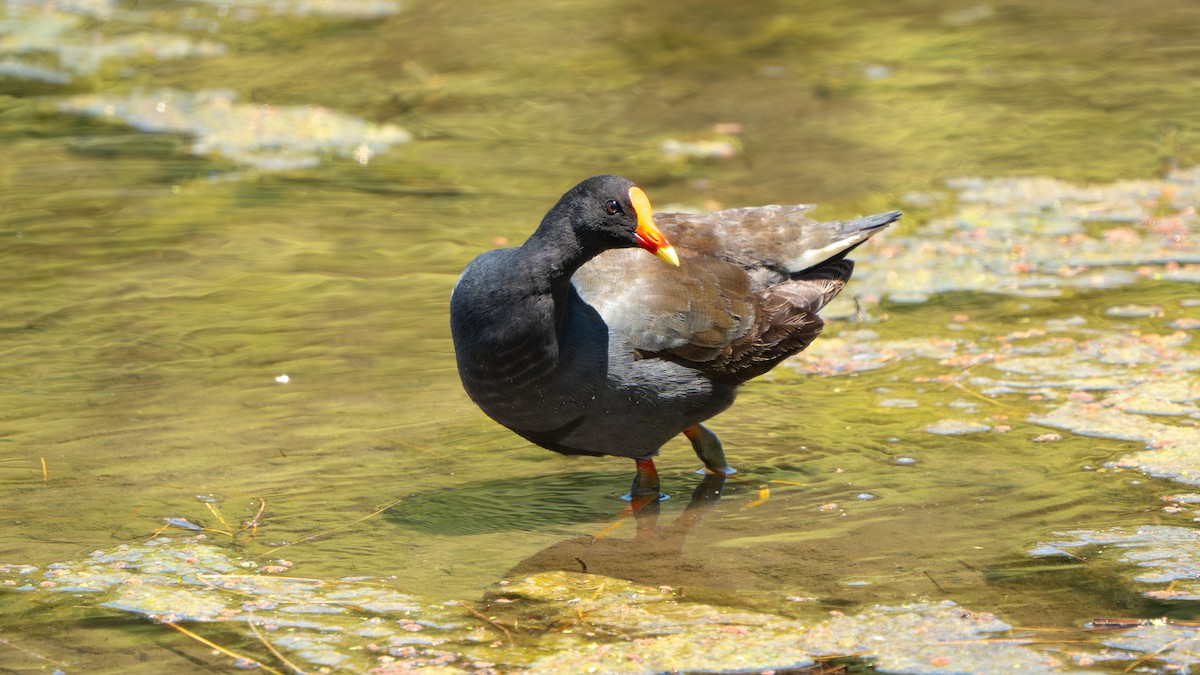 Dusky Moorhen - ML643178167