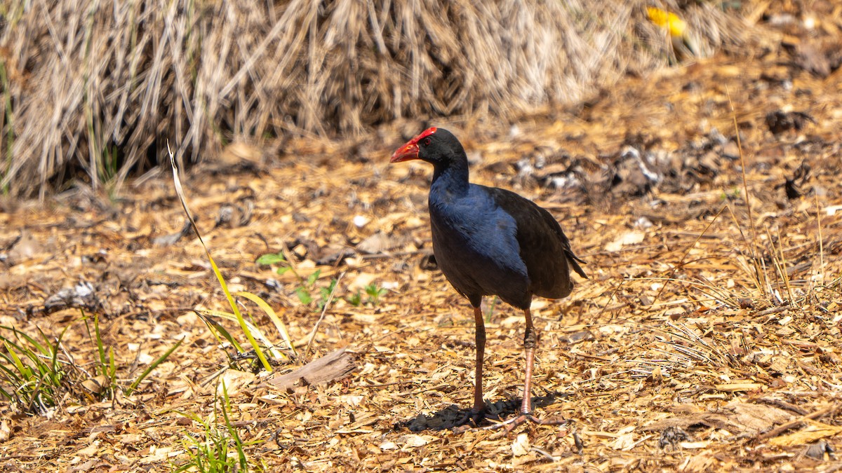 Australasian Swamphen - ML643178169