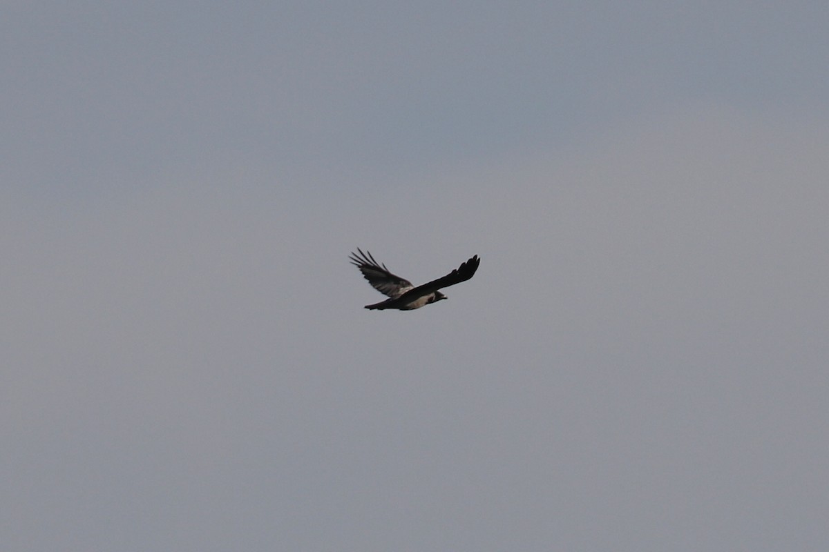 Hooded Crow (Hooded) - ML643178172