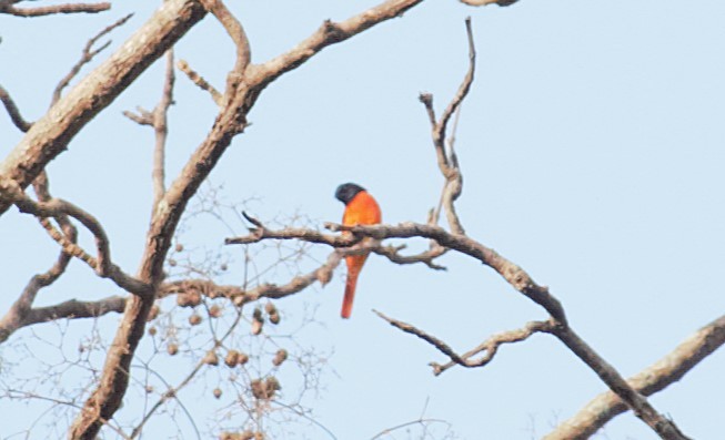 Orange Minivet - ML643178174