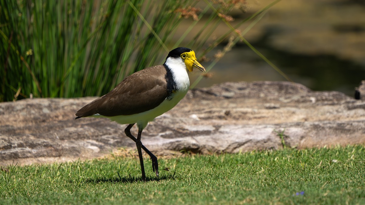 Masked Lapwing (Black-shouldered) - ML643178175