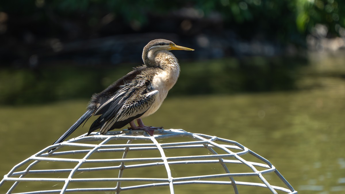 Australasian Darter - ML643178176