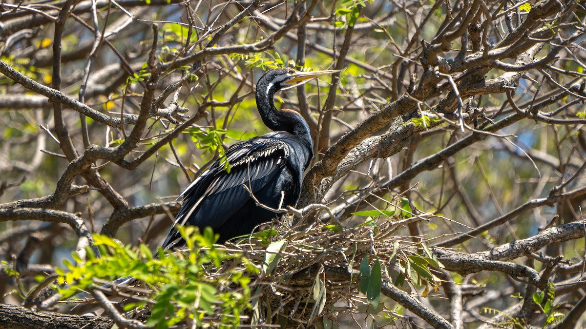Australasian Darter - ML643178177