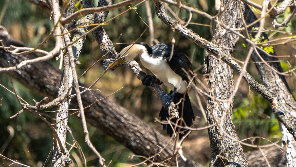 Little Pied Cormorant - ML643178179
