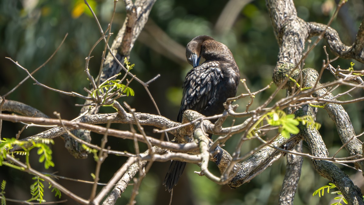 Little Black Cormorant - ML643178180