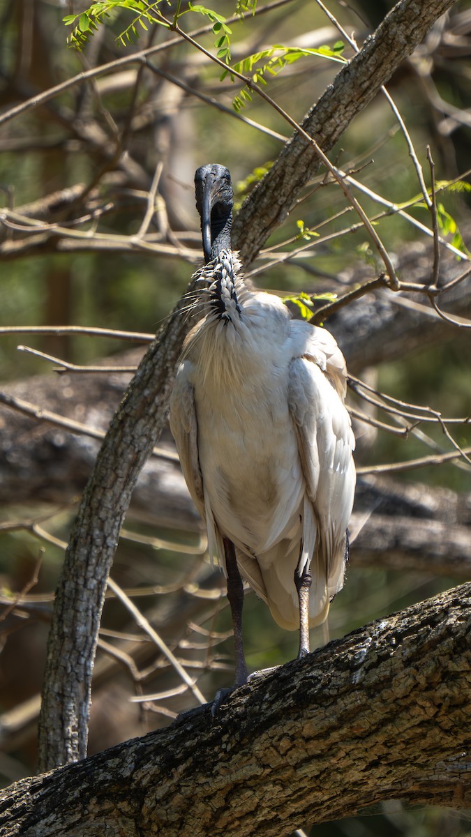 Australian Ibis - ML643178181