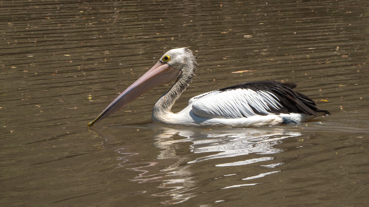 Australian Pelican - ML643178182