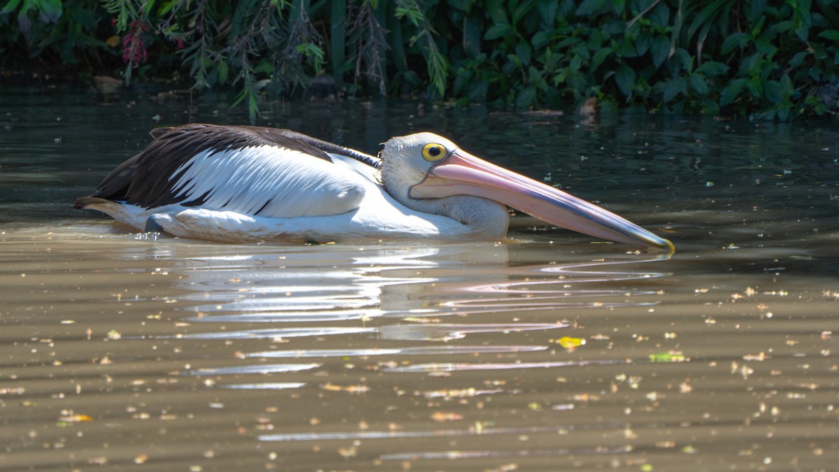 Australian Pelican - ML643178183