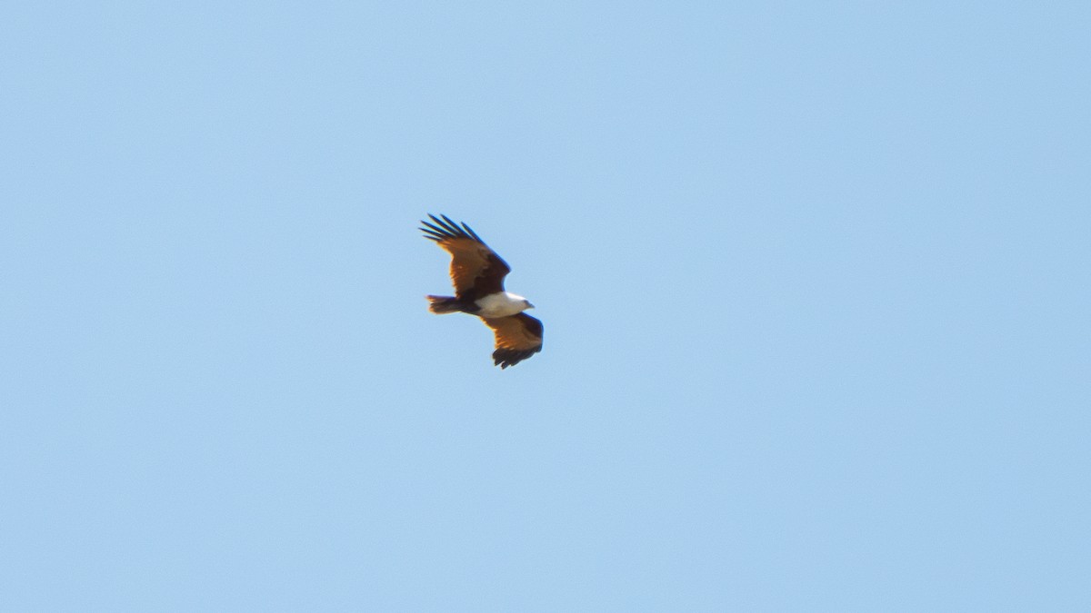 Brahminy Kite - ML643178184