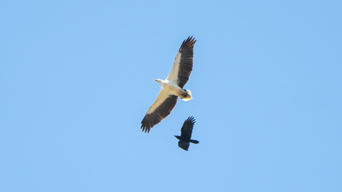 White-bellied Sea-Eagle - ML643178185