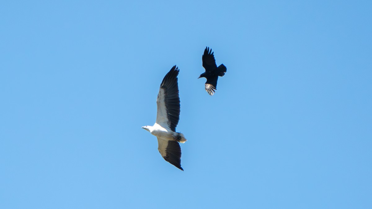 White-bellied Sea-Eagle - ML643178186