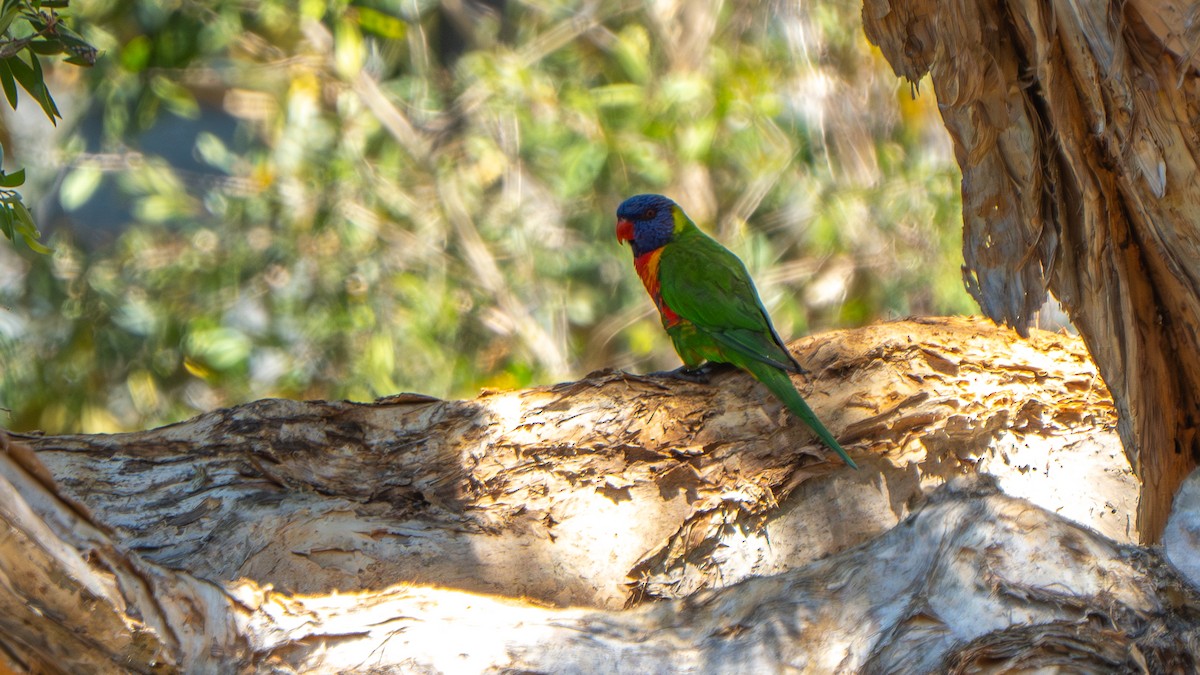 Rainbow Lorikeet - ML643178187