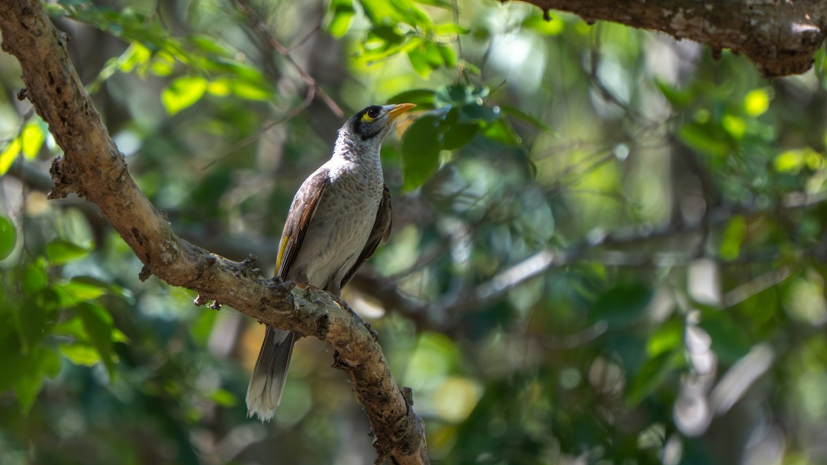 Noisy Miner - ML643178188