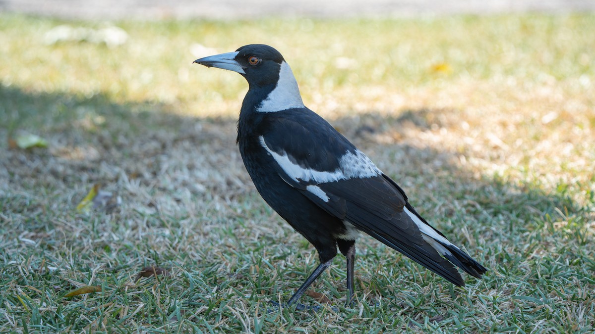 Australian Magpie (Black-backed) - ML643178189