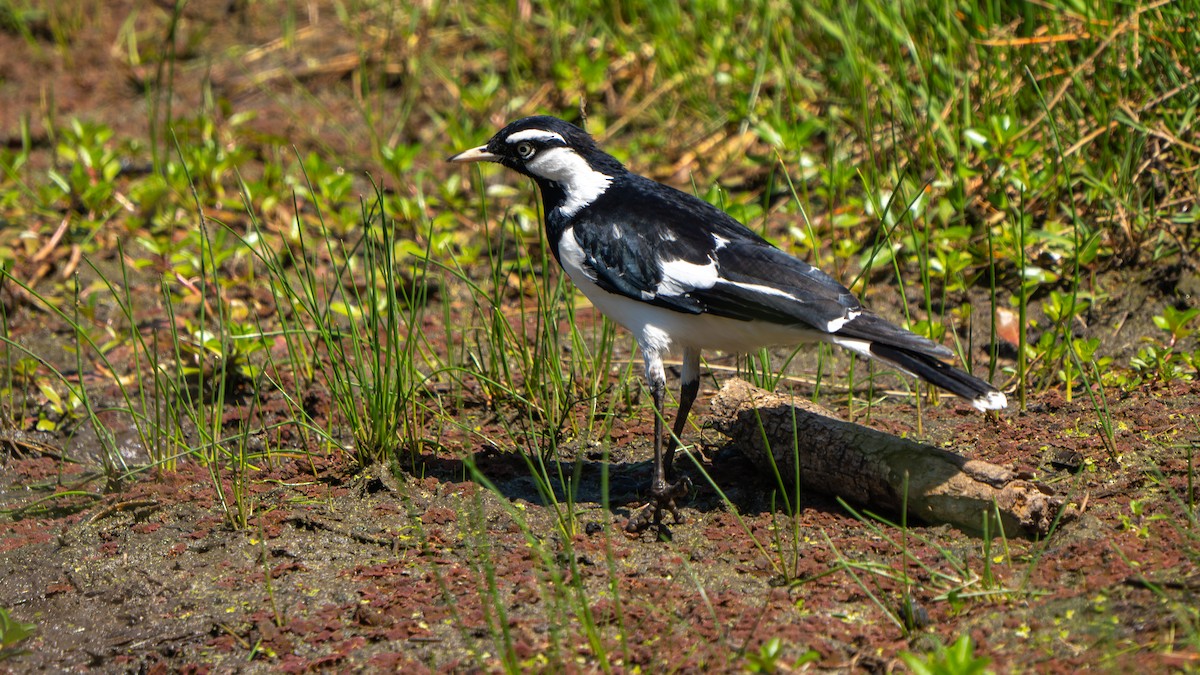Magpie-lark - ML643178190