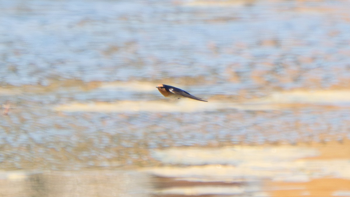 Welcome Swallow - ML643178192