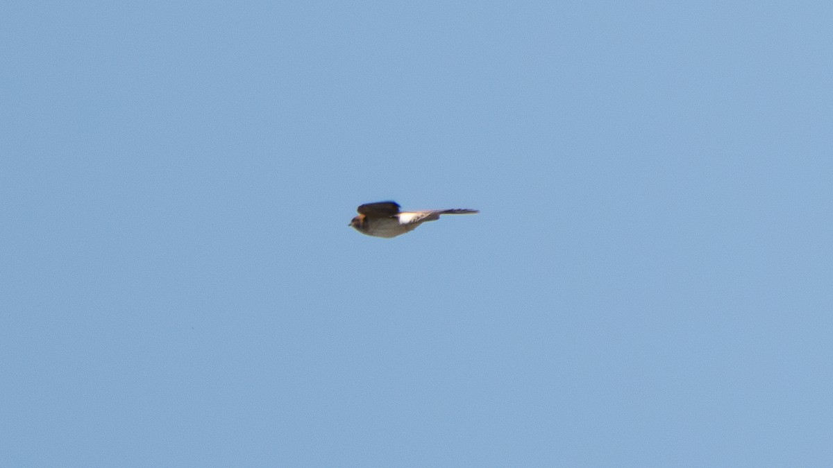 Fairy Martin - ML643178193