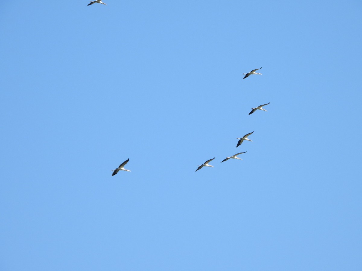 Wood Stork - ML643178202