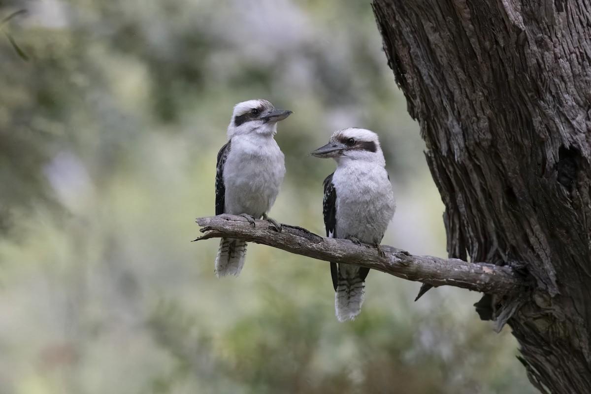 Laughing Kookaburra - ML643178205
