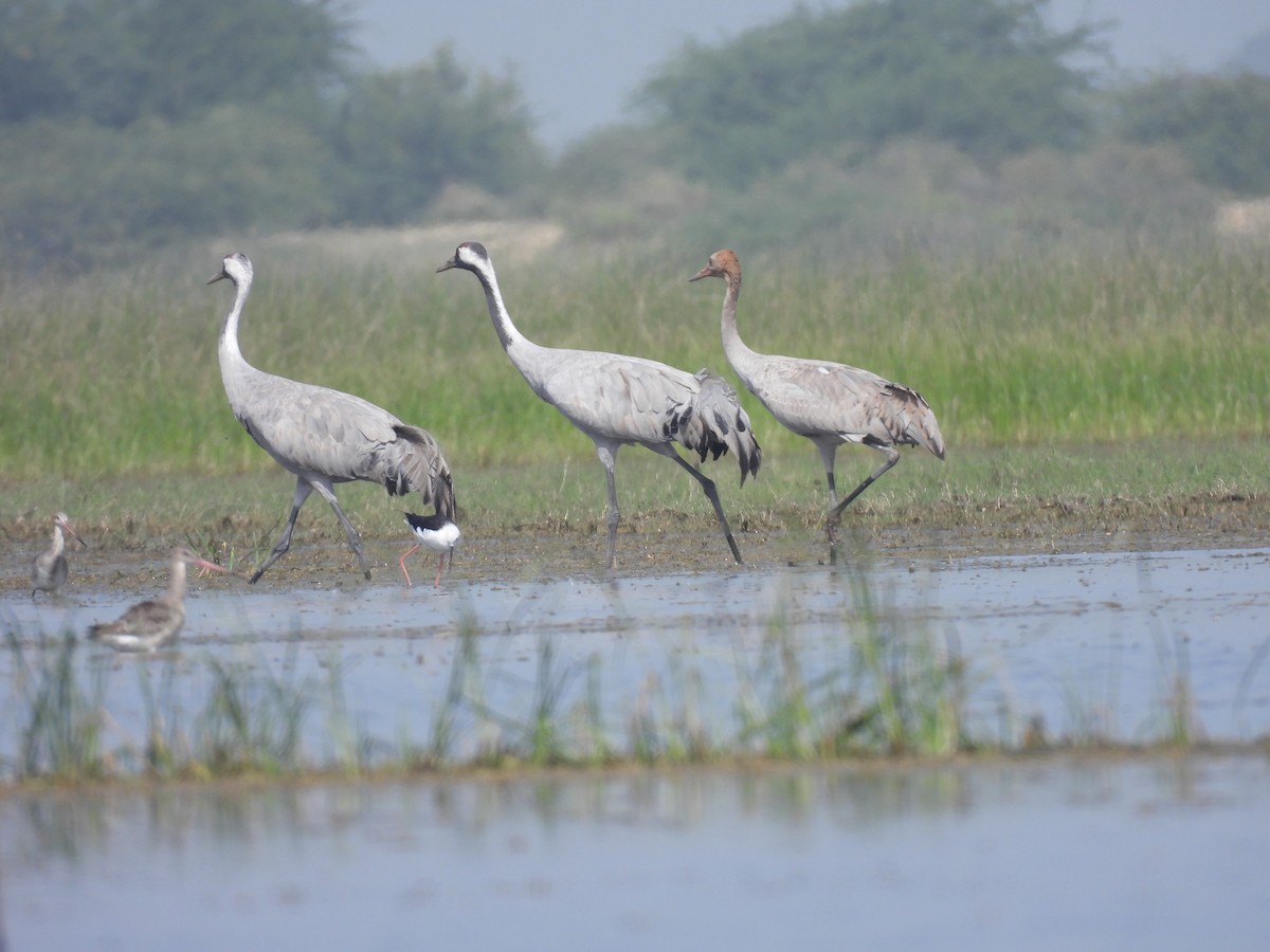 Common Crane - ML643178212