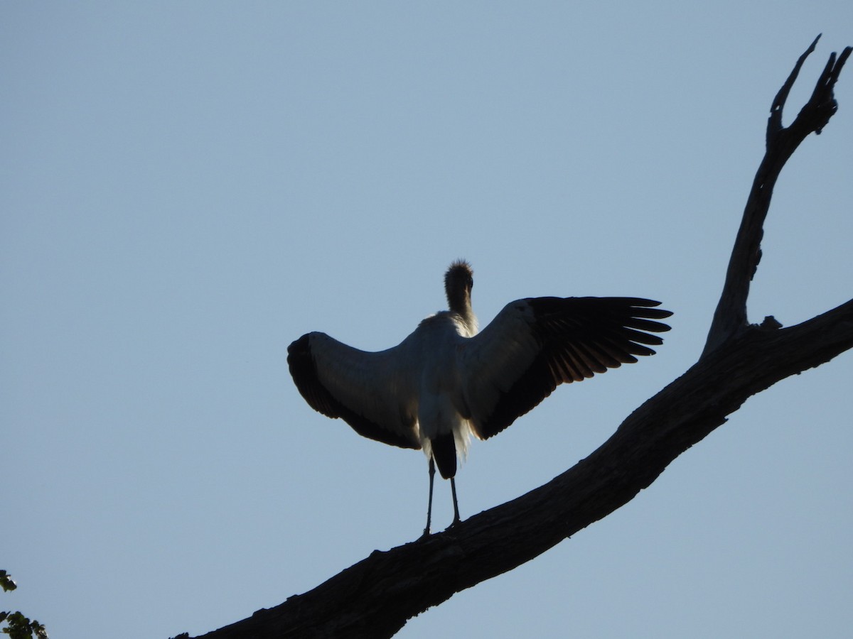 Wood Stork - ML643178214