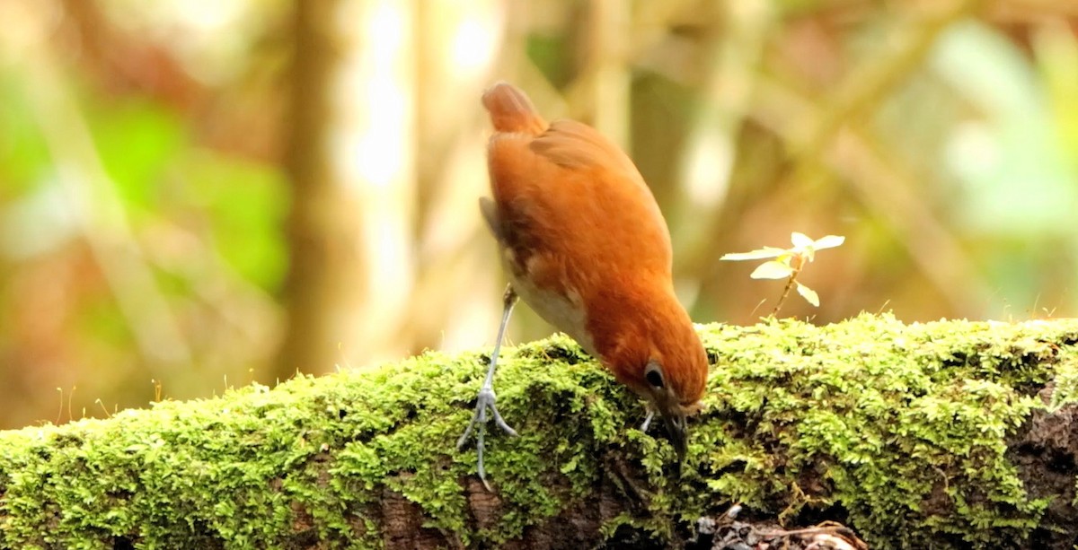 White-bellied Antpitta - ML643178222