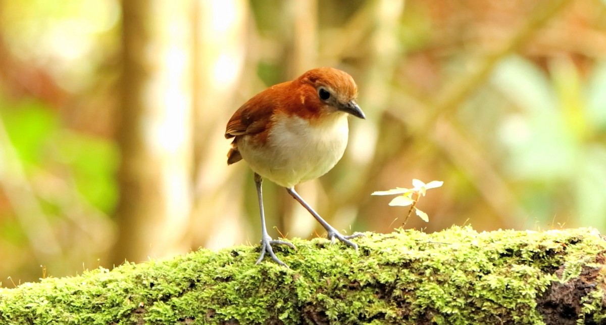 White-bellied Antpitta - ML643178223