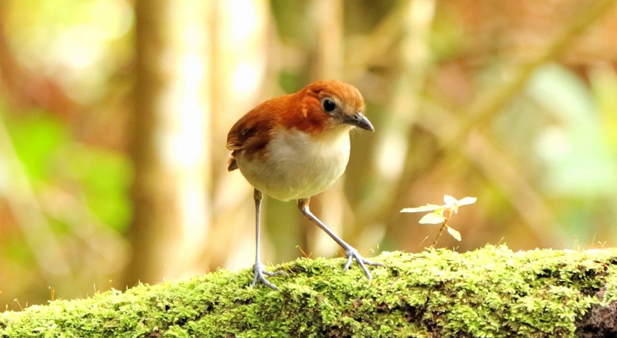 White-bellied Antpitta - ML643178224