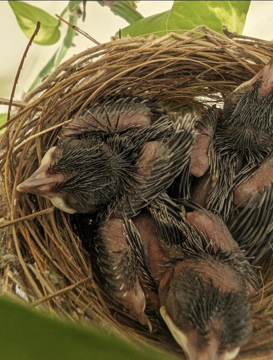 bulbul šupinkový - ML643178235