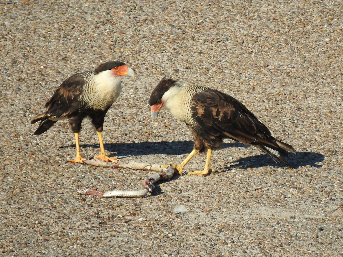 Crested Caracara - ML643178269
