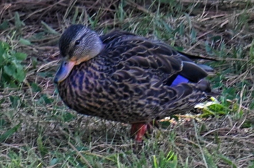 stokkand/rødfotand - ML643178278