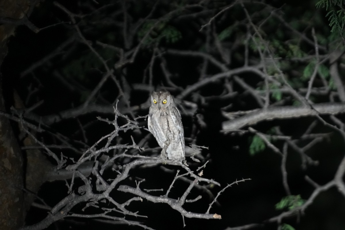 Zwergohreule - ML643178282