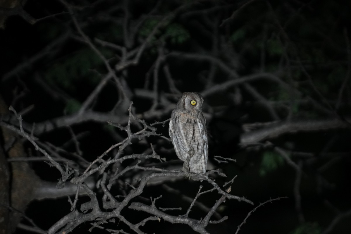 Zwergohreule - ML643178283