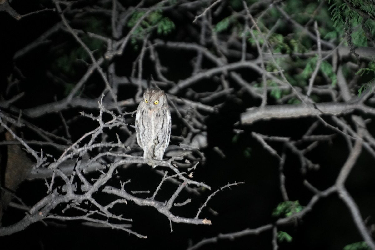 Zwergohreule - ML643178284