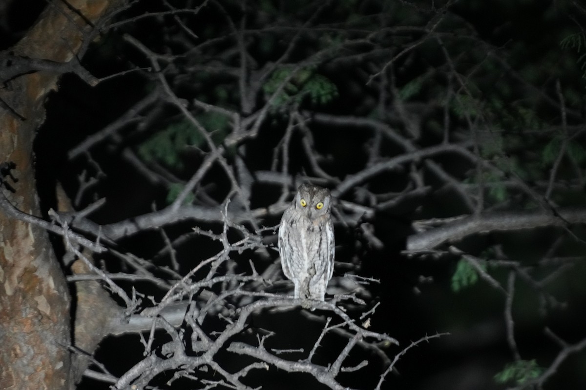 Zwergohreule - ML643178286