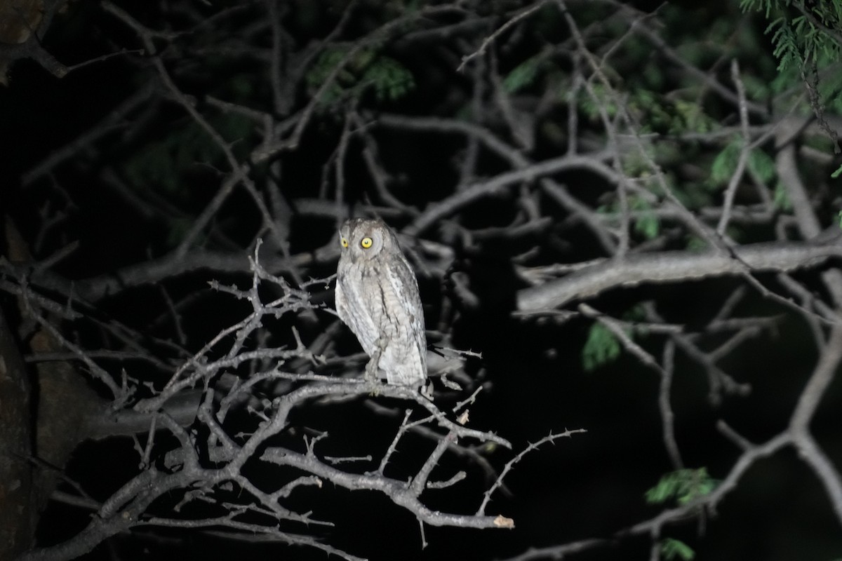 Zwergohreule - ML643178287