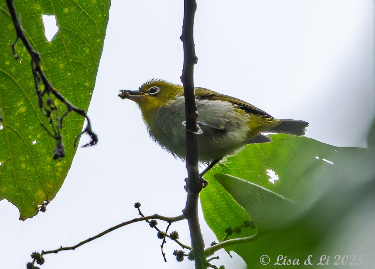 Ashy-bellied White-eye (Ashy-bellied) - ML643178305