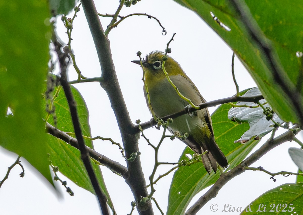 Ashy-bellied White-eye (Ashy-bellied) - ML643178306