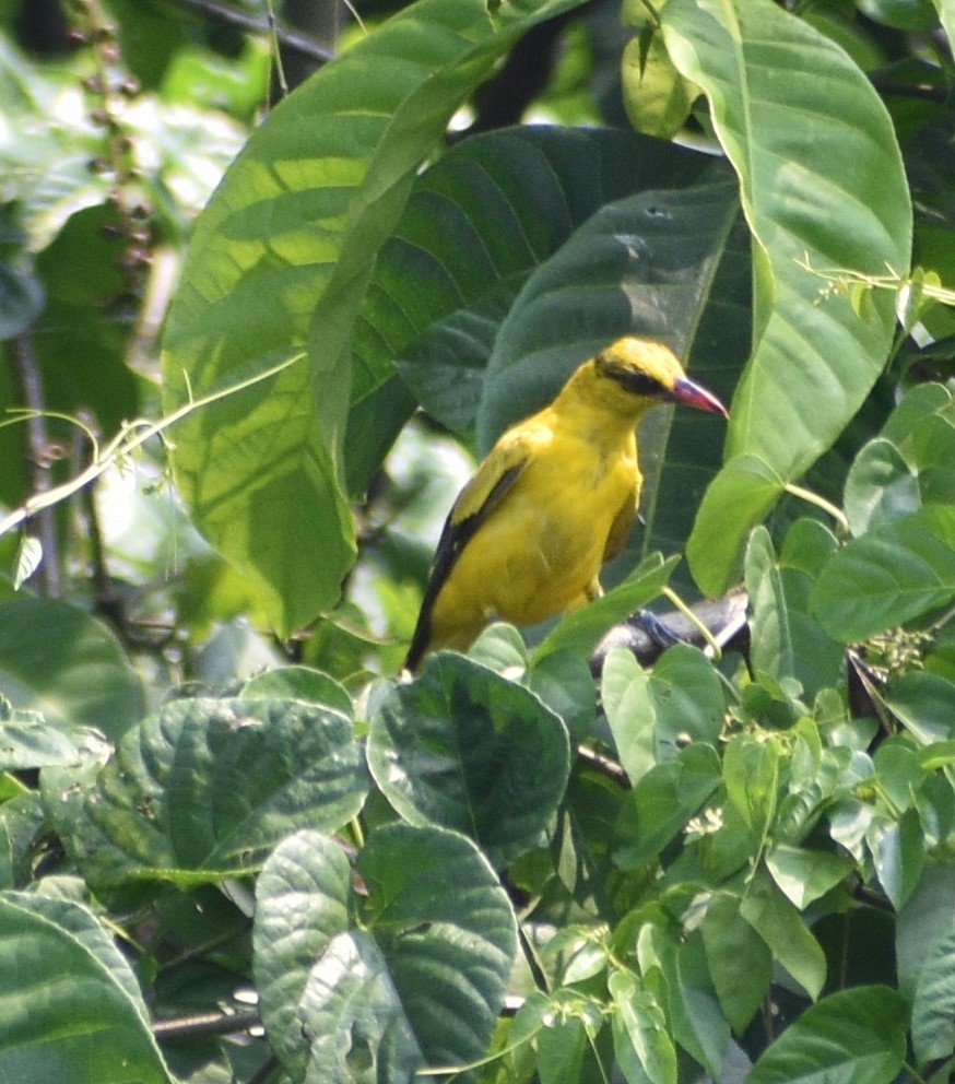 žluva černošíjná - ML643178314