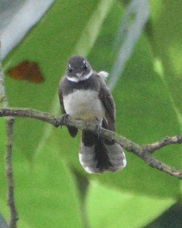 Malaysian Pied-Fantail - ML643178321