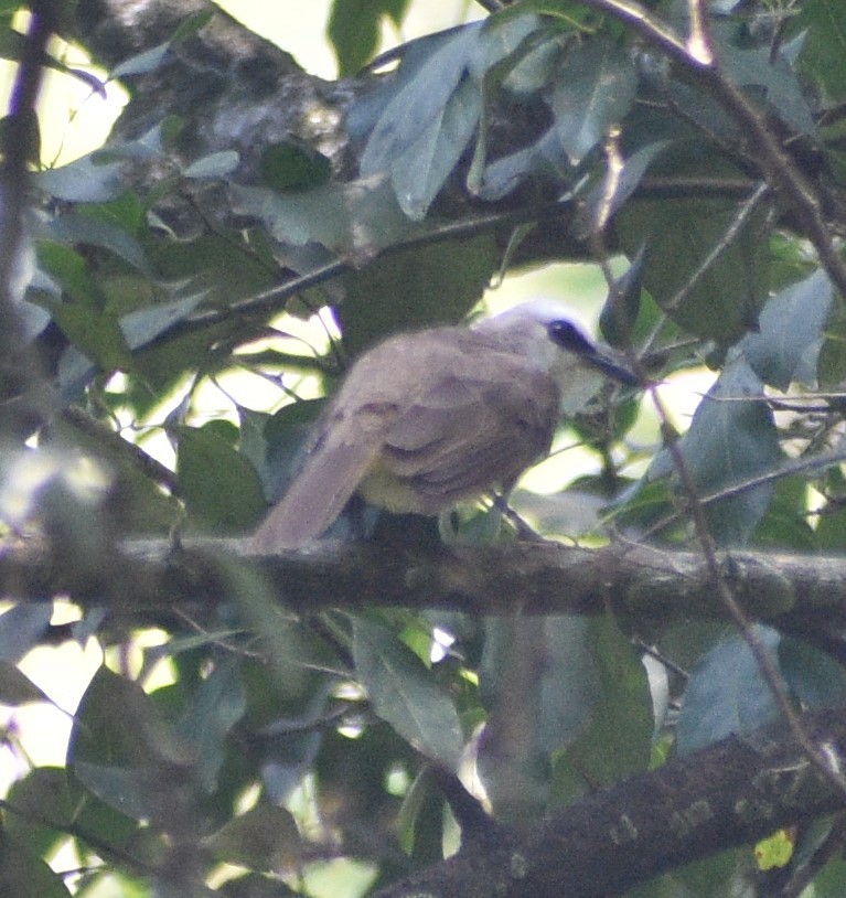 Yellow-vented Bulbul - ML643178329