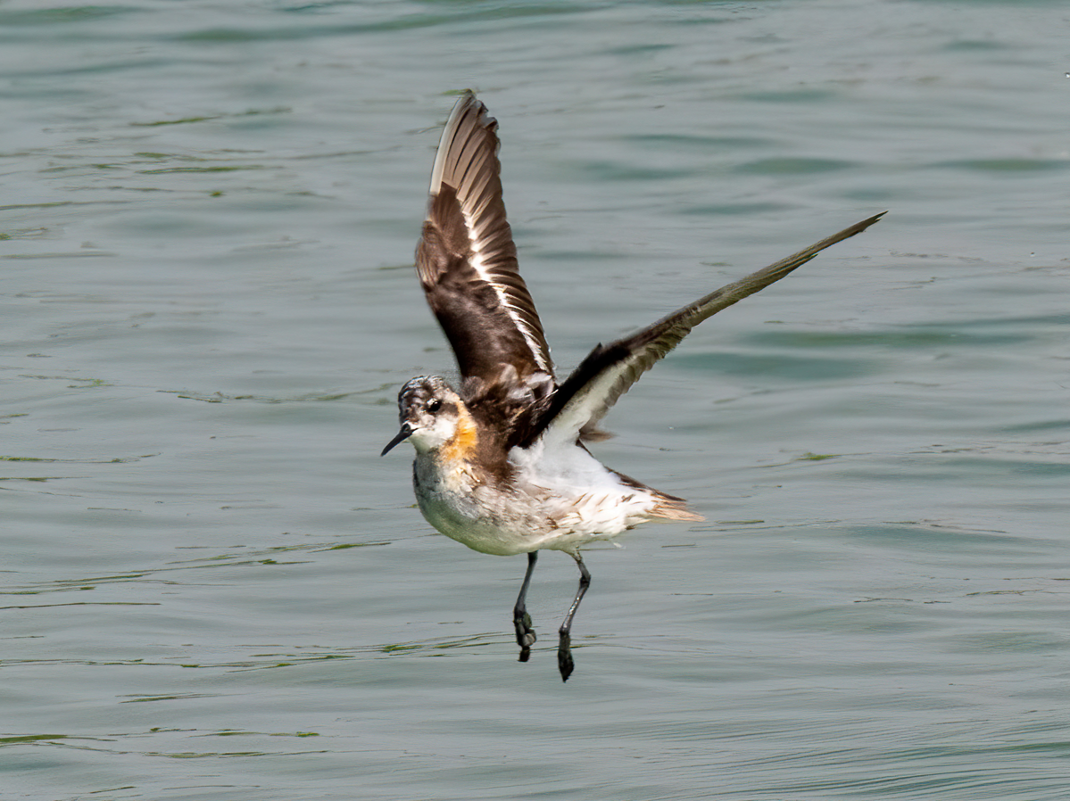 svømmesnipe - ML643178339