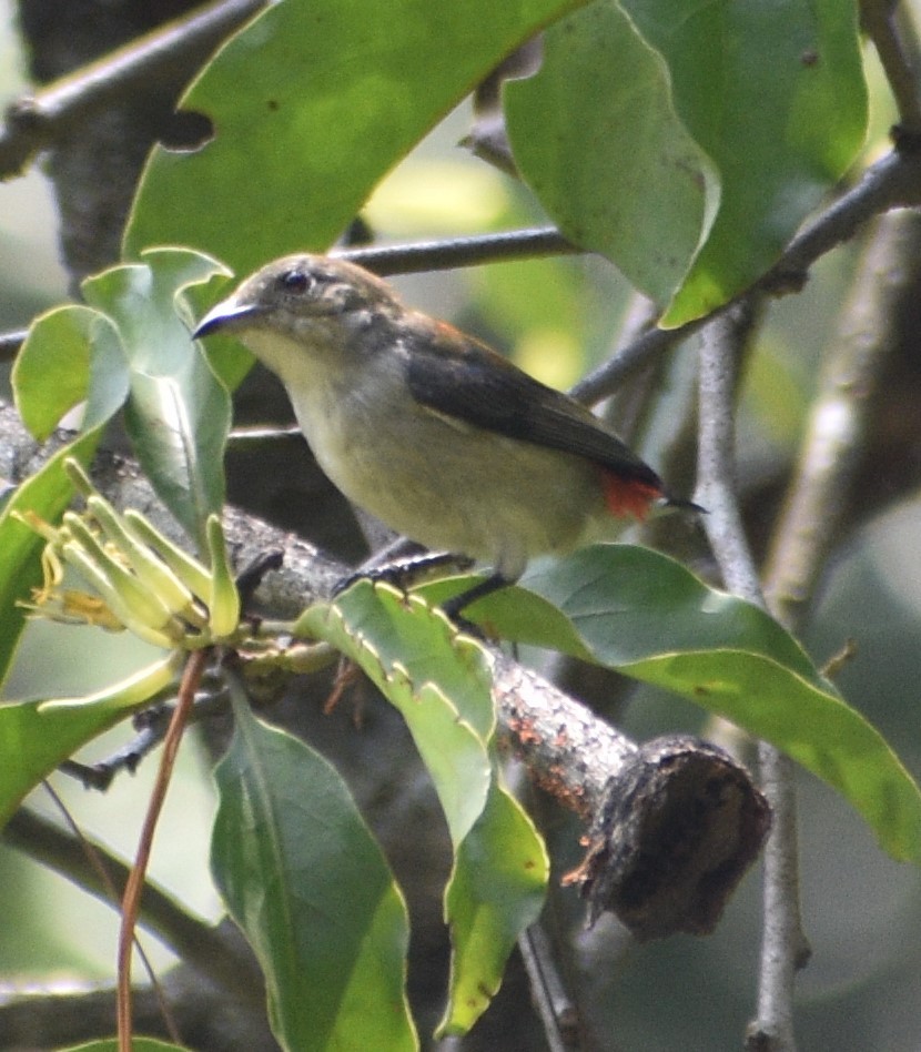 Scarlet-headed Flowerpecker - ML643178340