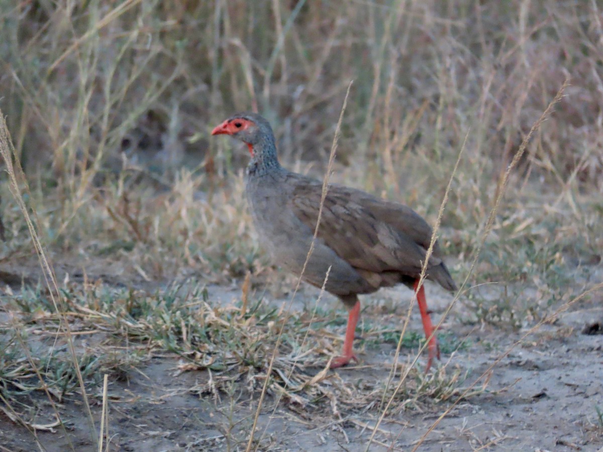 Francolin à gorge rouge - ML643178350